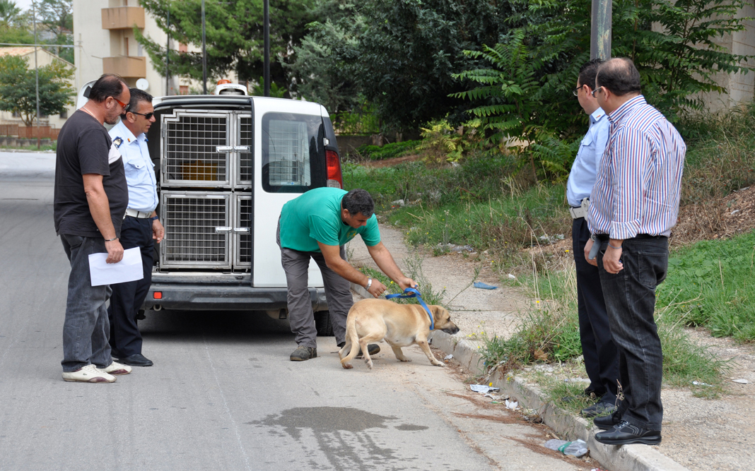 Il cane Bano è tornato