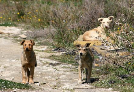 Solidarietà della maggioranza consiliare al sindaco Catania