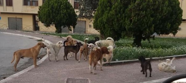 Cani a passeggio (sono ben 13) a Partanna