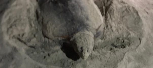 San Vito Lo Capo, avvistata una tartaruga caretta caretta