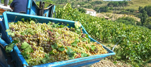 Vendemmia nel bene confiscato: raccolti 70 quintali di grillo