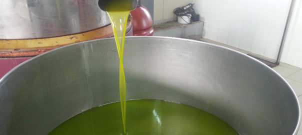 “Sulla via dell’olio novello”, dalla raccolta delle olive alla degustazione dell’Olio Evo
