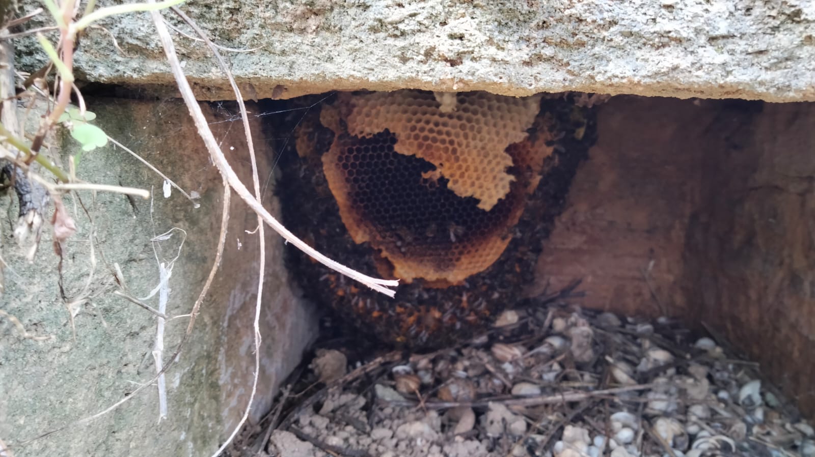 Domenica 19 maggio – Bee day a Selinunte. Alla scoperta dell’ape nera tra degustazioni e mostre tematiche
