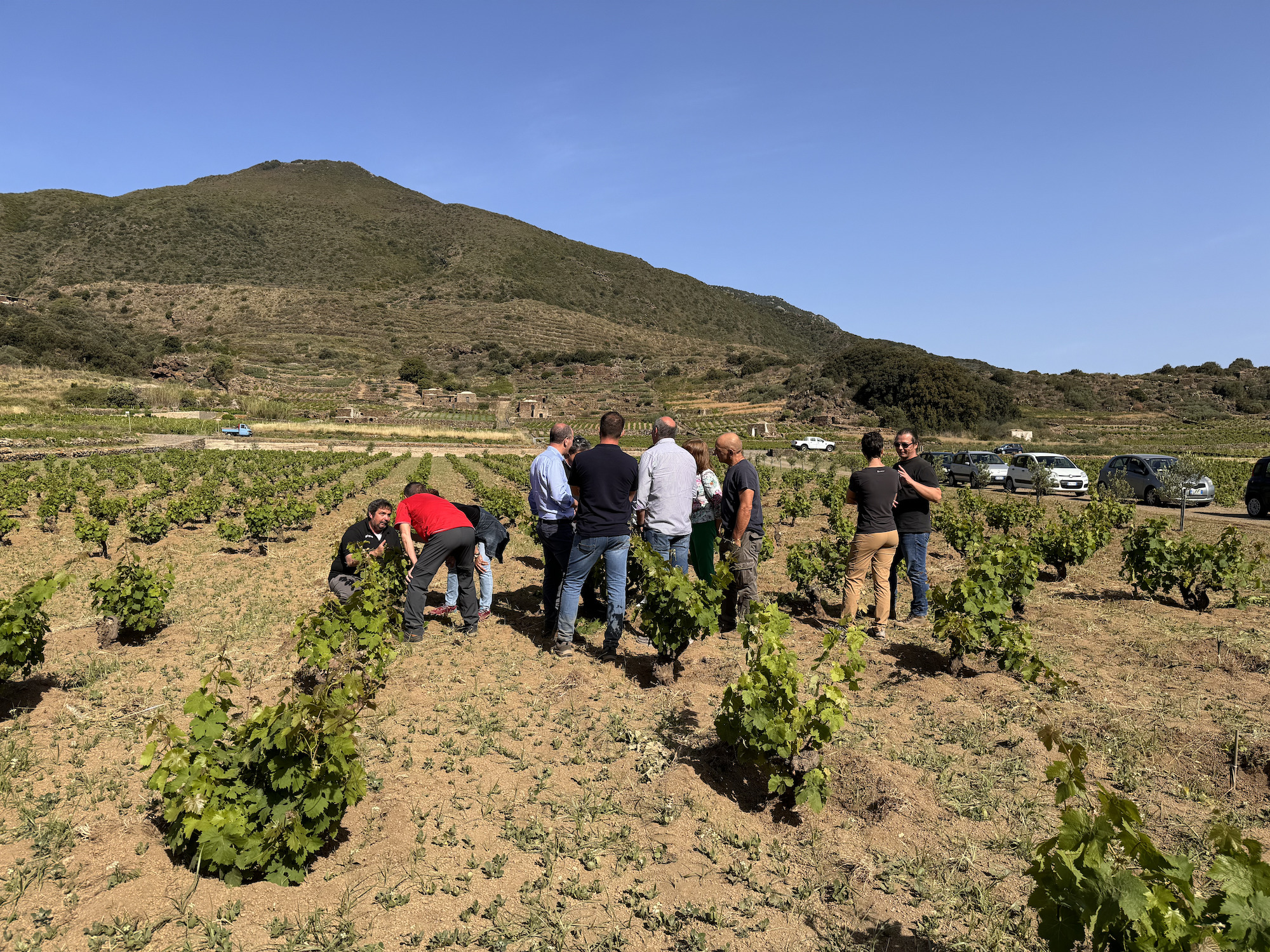 La pratica agricola della vite ad alberello di Pantelleria: un bene immateriale da preservare e trasferire alle nuove generazioni