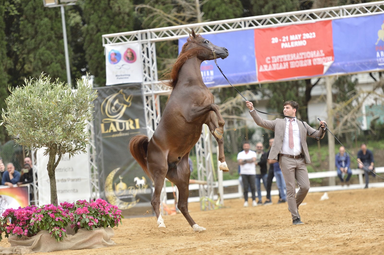 Trapani Arabian Horse Cup 2024: l’eleganza dei cavalli arabi