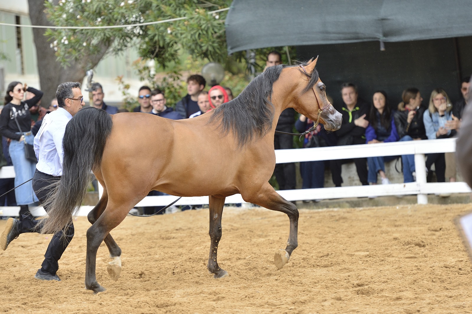 La Trapani Arabian Horse Cup si terrà il 18 e 19 maggio