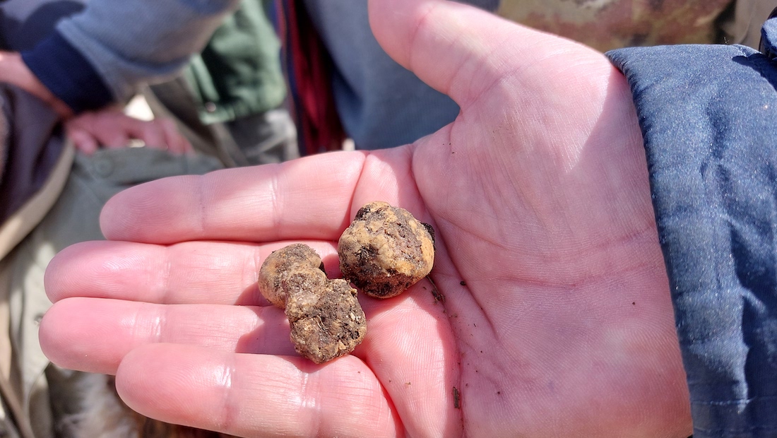 Gangi: convegno dal titolo “Gangi città del tartufo: opportunità e prospettive”.