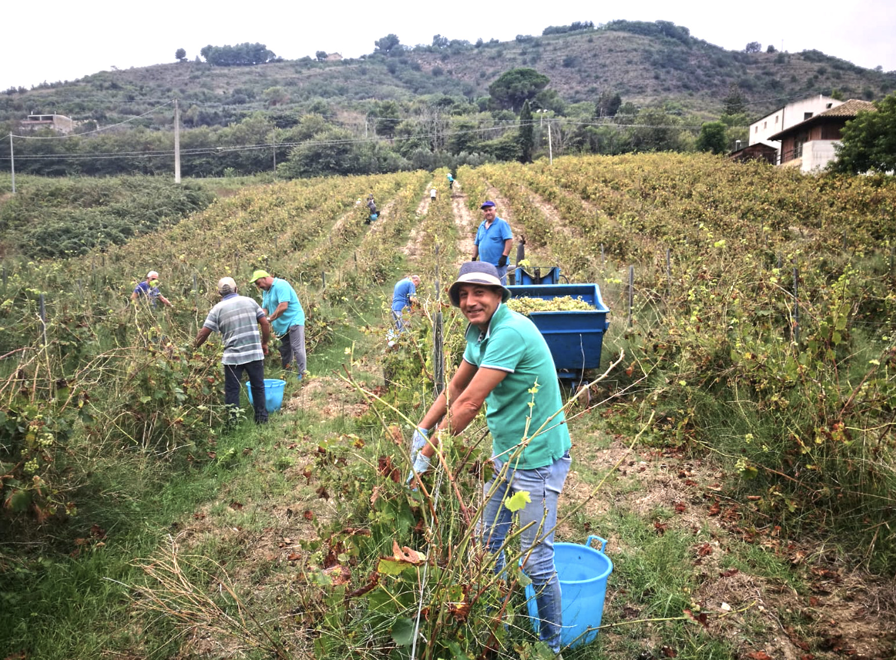 Salemi, la vendemmia della legalita’ sul vigneto confiscato alla mafia