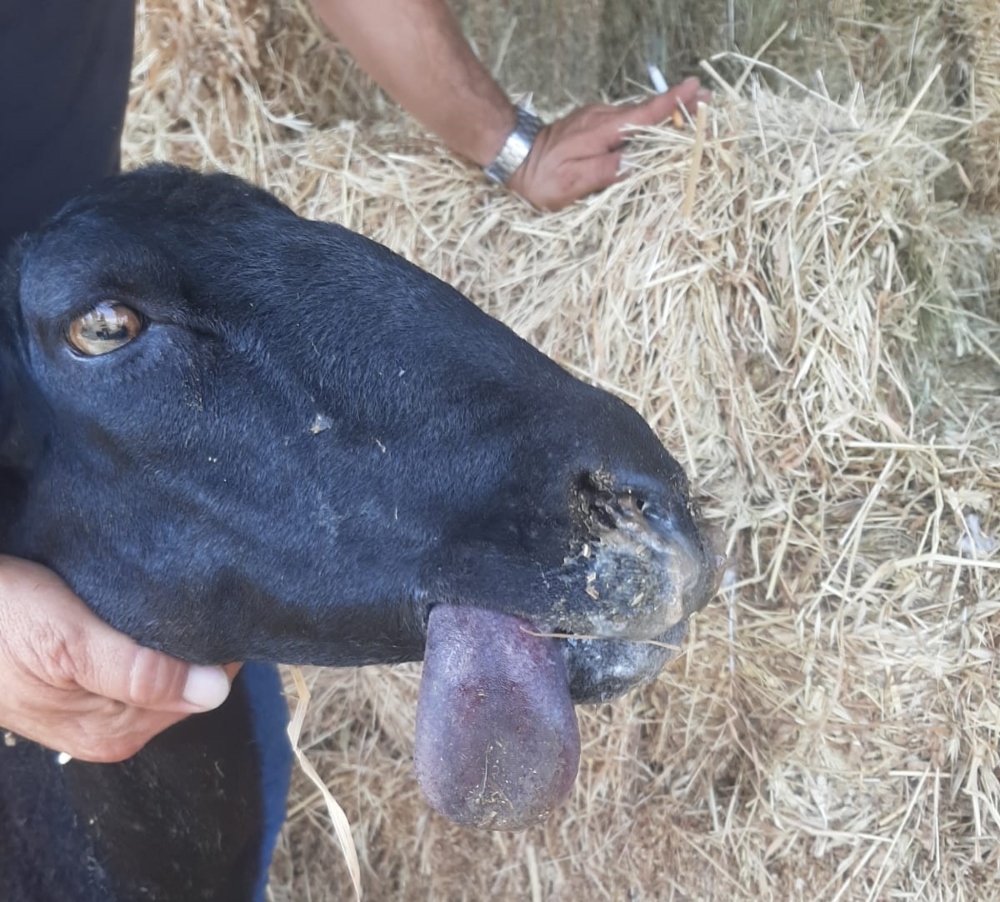 Blue tongue, brucellosi e tubercolosi. Da regione aiuti per zootecnia